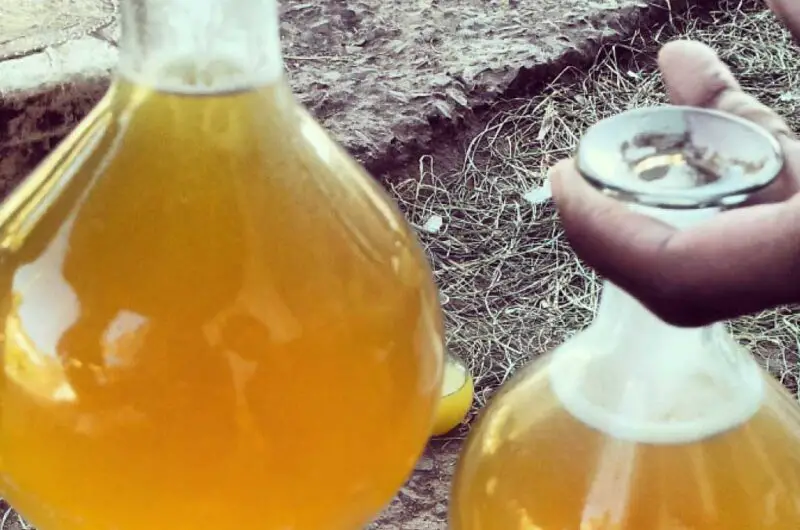 tej (traditional ethiopian honey wine) recipe